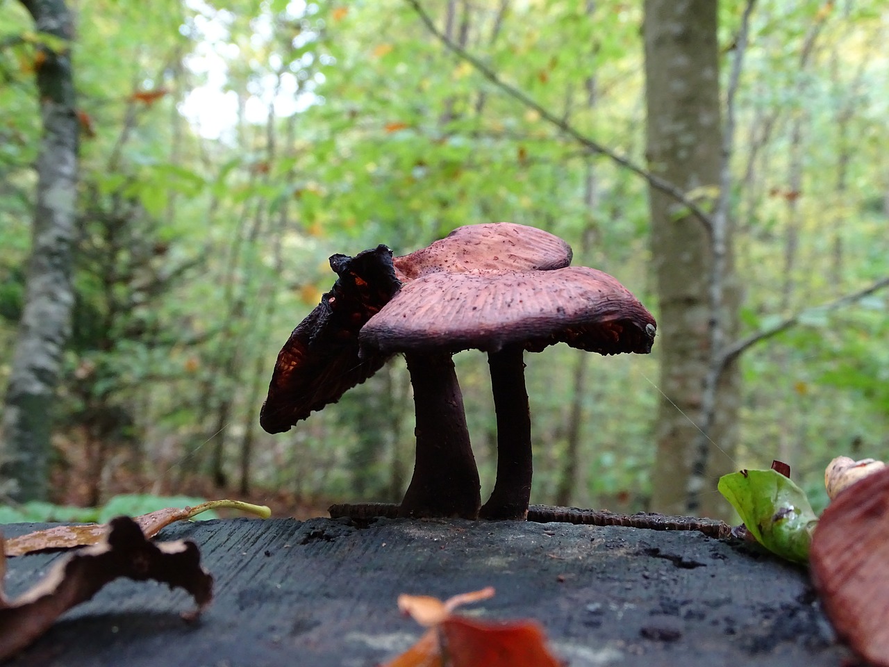 mushroom mushroom picking forest free photo