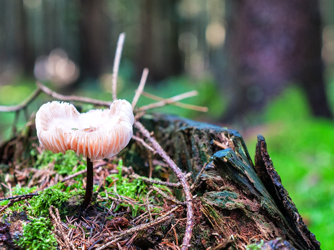 mushroom forest autumn free photo