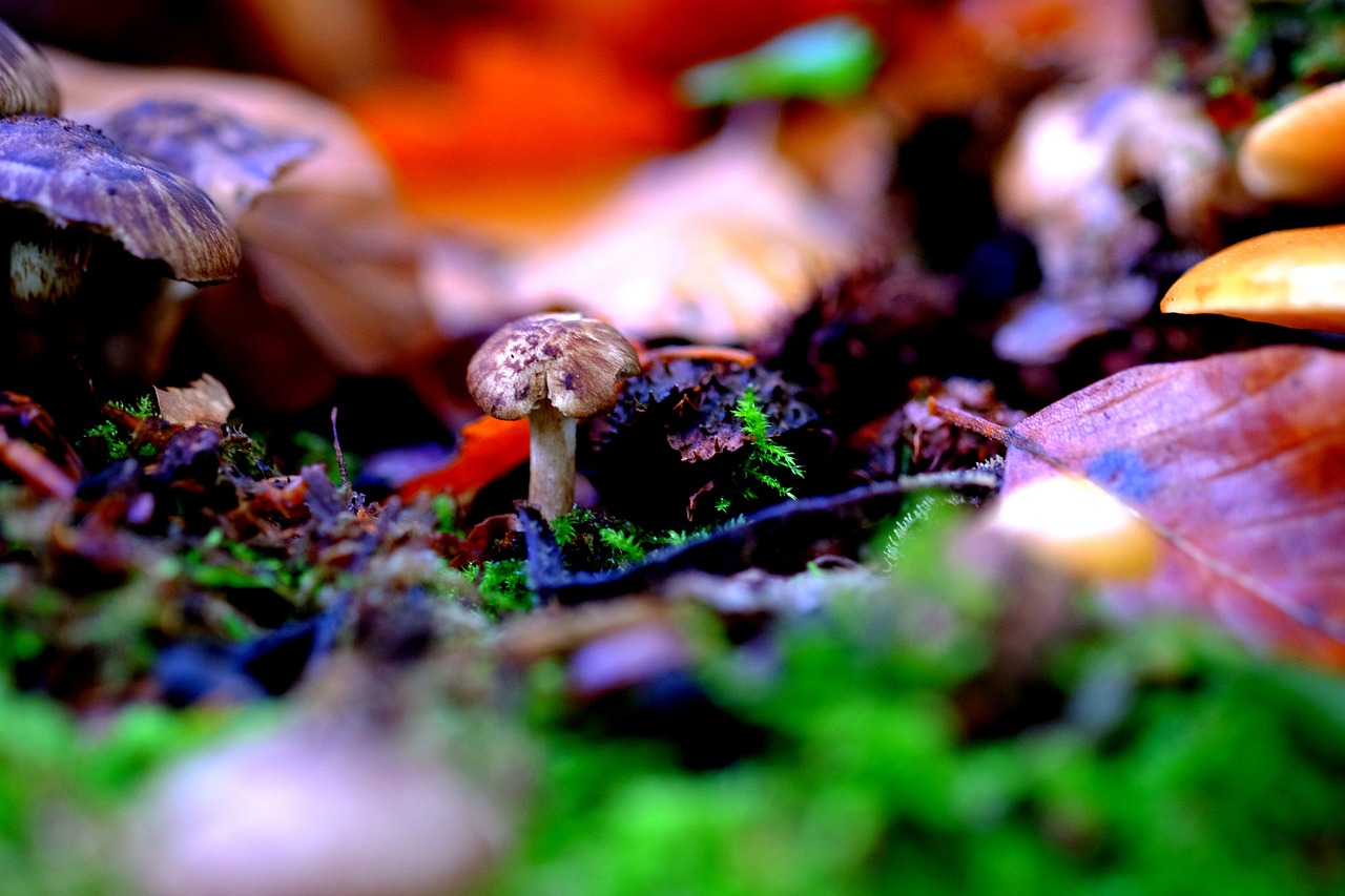 mushroom small forest free photo