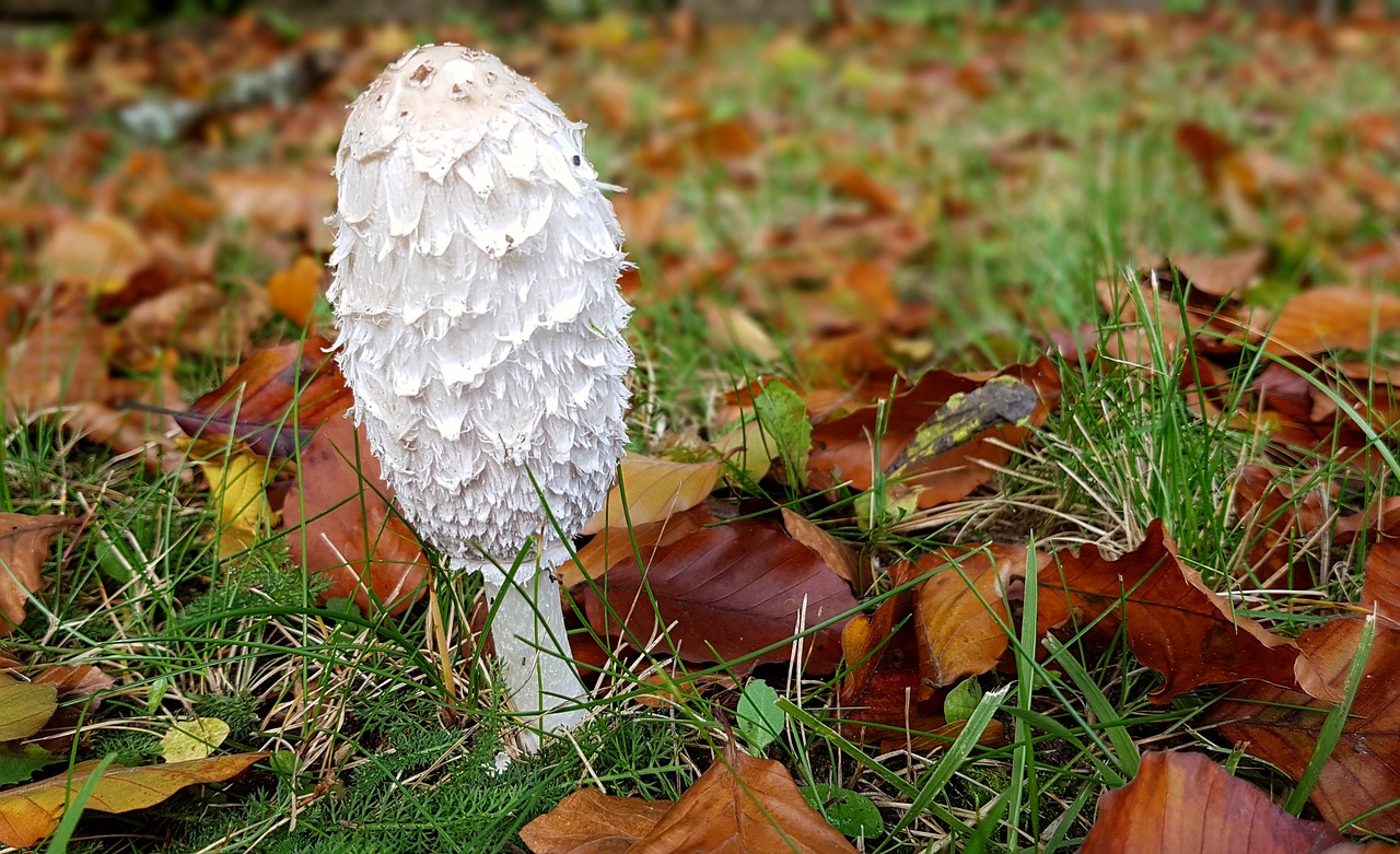 mushroom tintenschopfling edible free photo