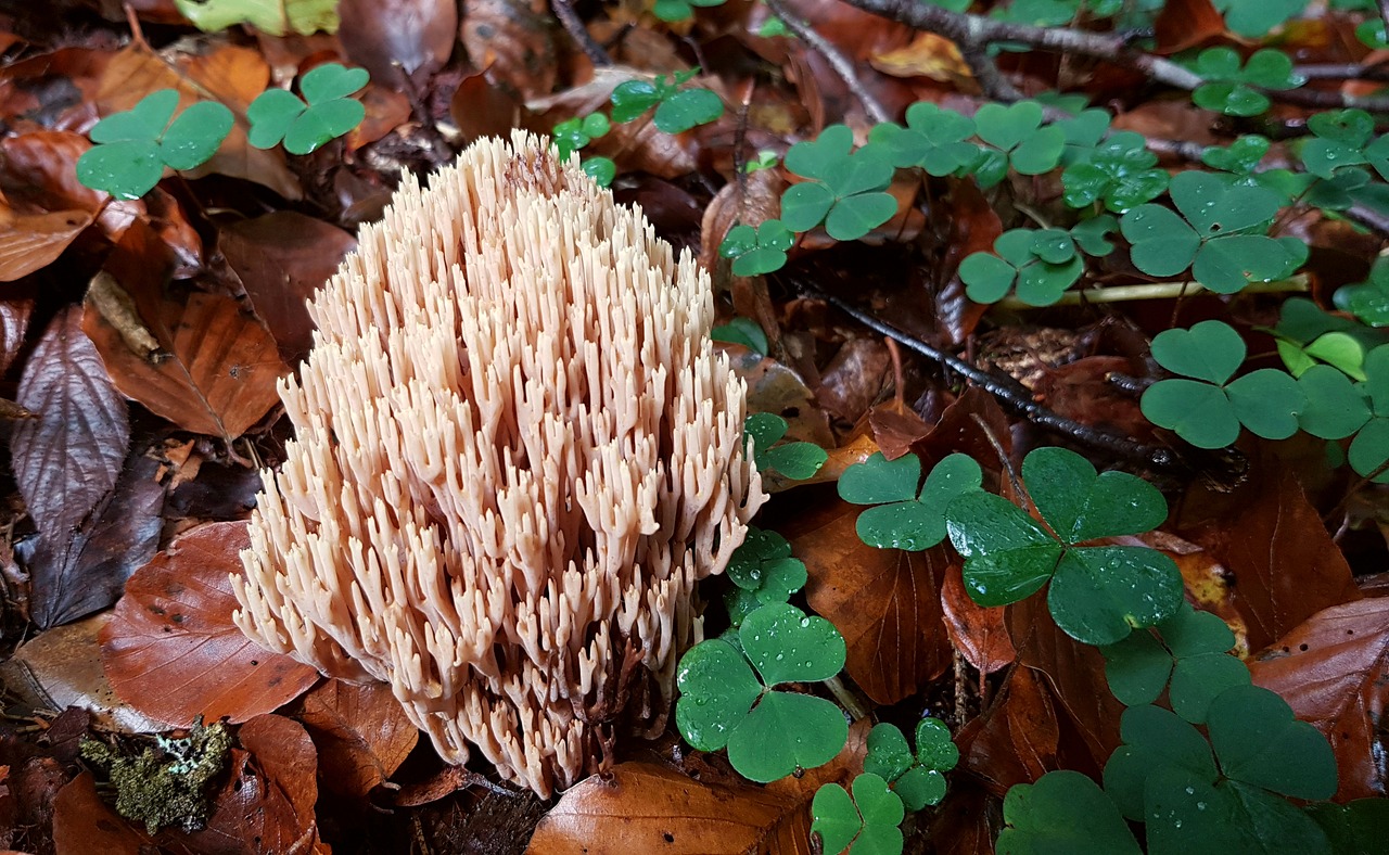 mushroom coral fungus forest free photo