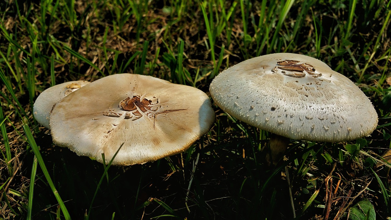 mushroom fungus nature free photo