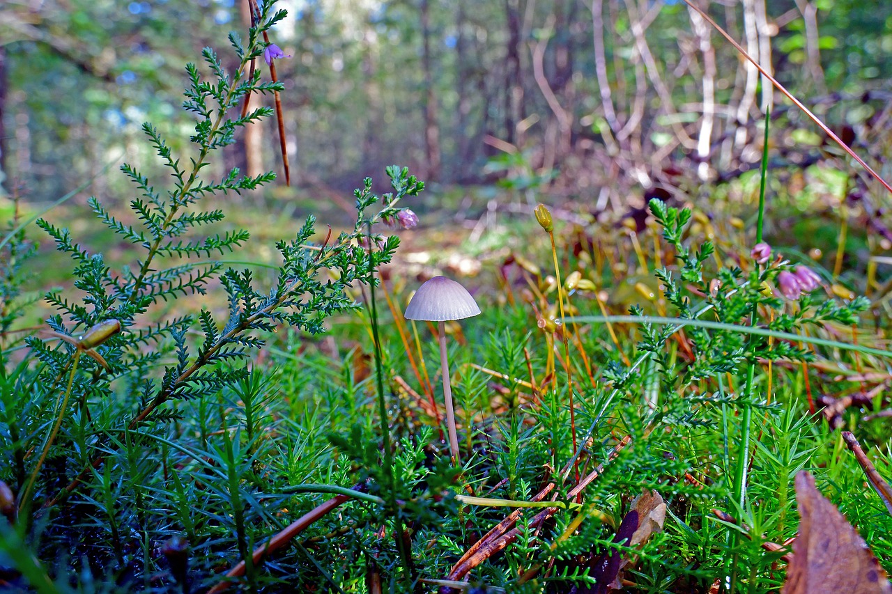 mushroom hamid fungal species free photo