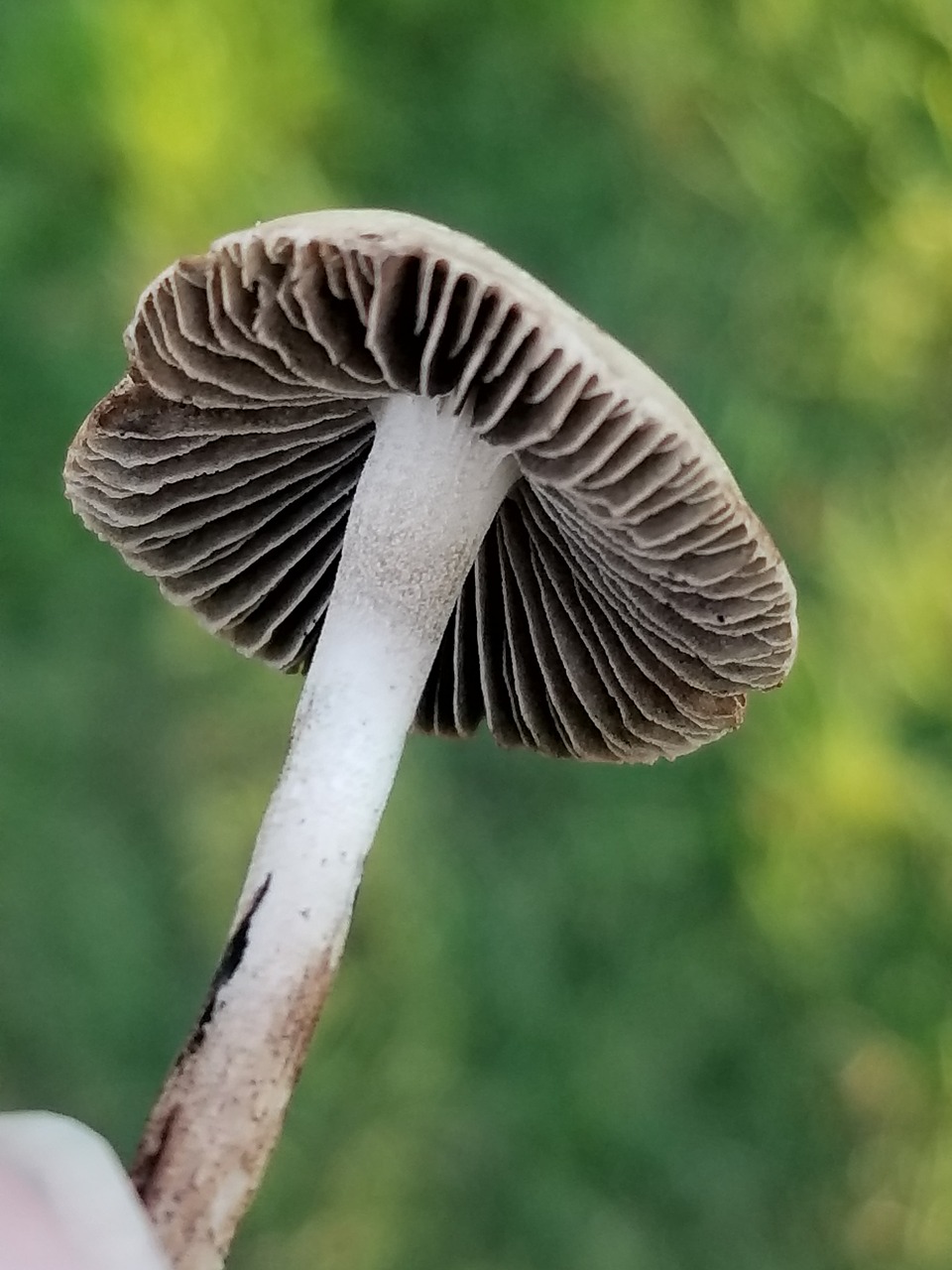 mushroom nature tiny free photo