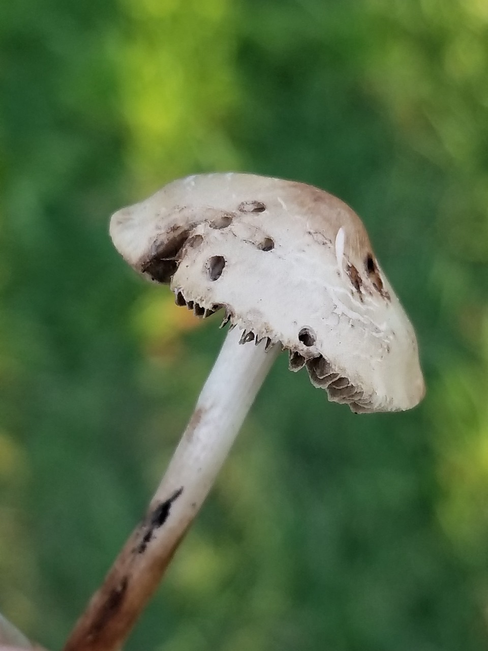 mushroom nature tiny free photo