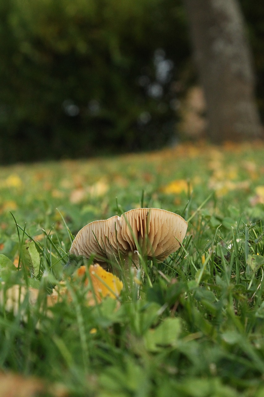 mushroom autumn nature free photo