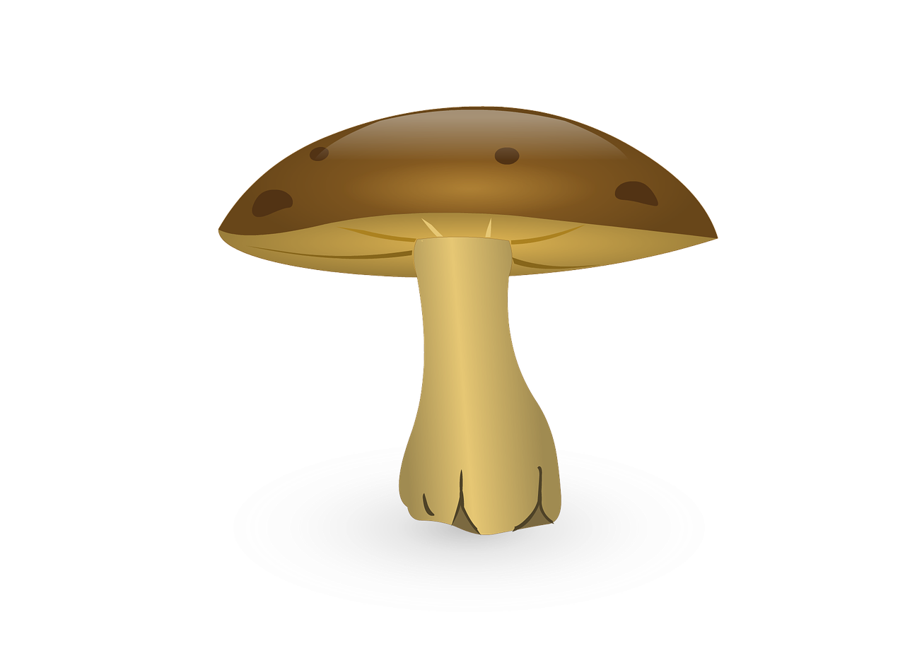 mushroom cartoon fungus free photo