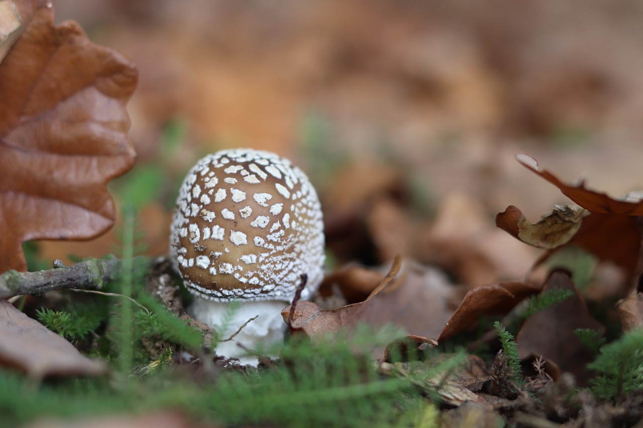 mushroom mushrooms autumn free photo