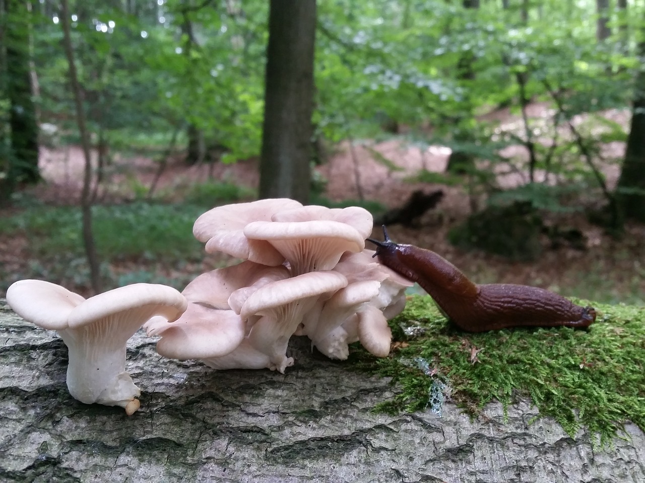 mushroom slug forest free photo