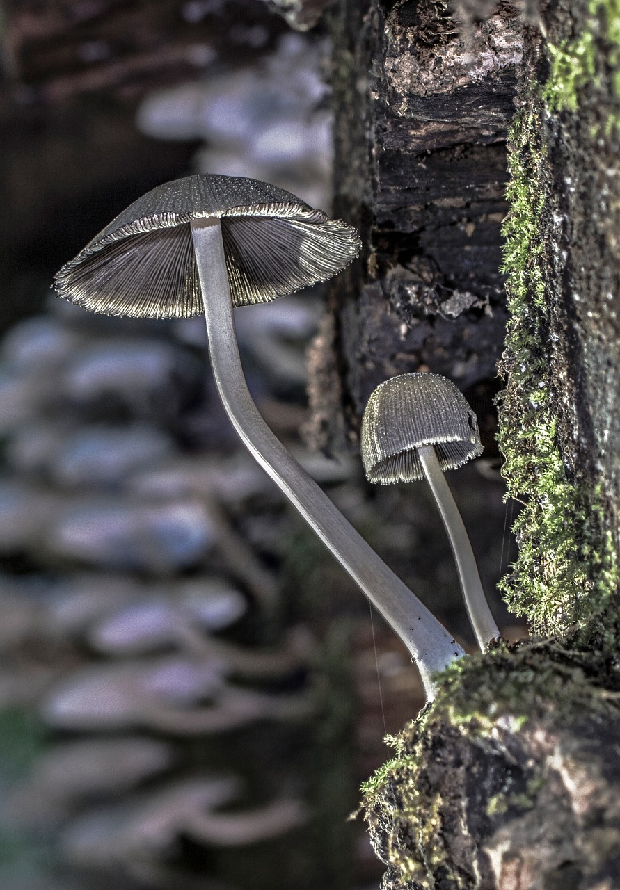 mushroom wood fungus forest free photo