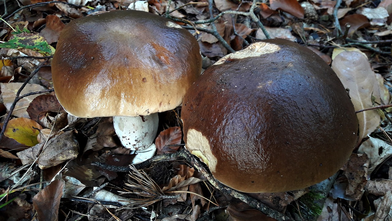 mushroom nature mushrooms free photo