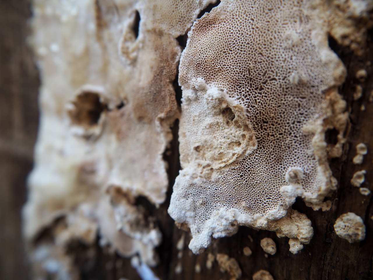 mushroom wood weathered free photo