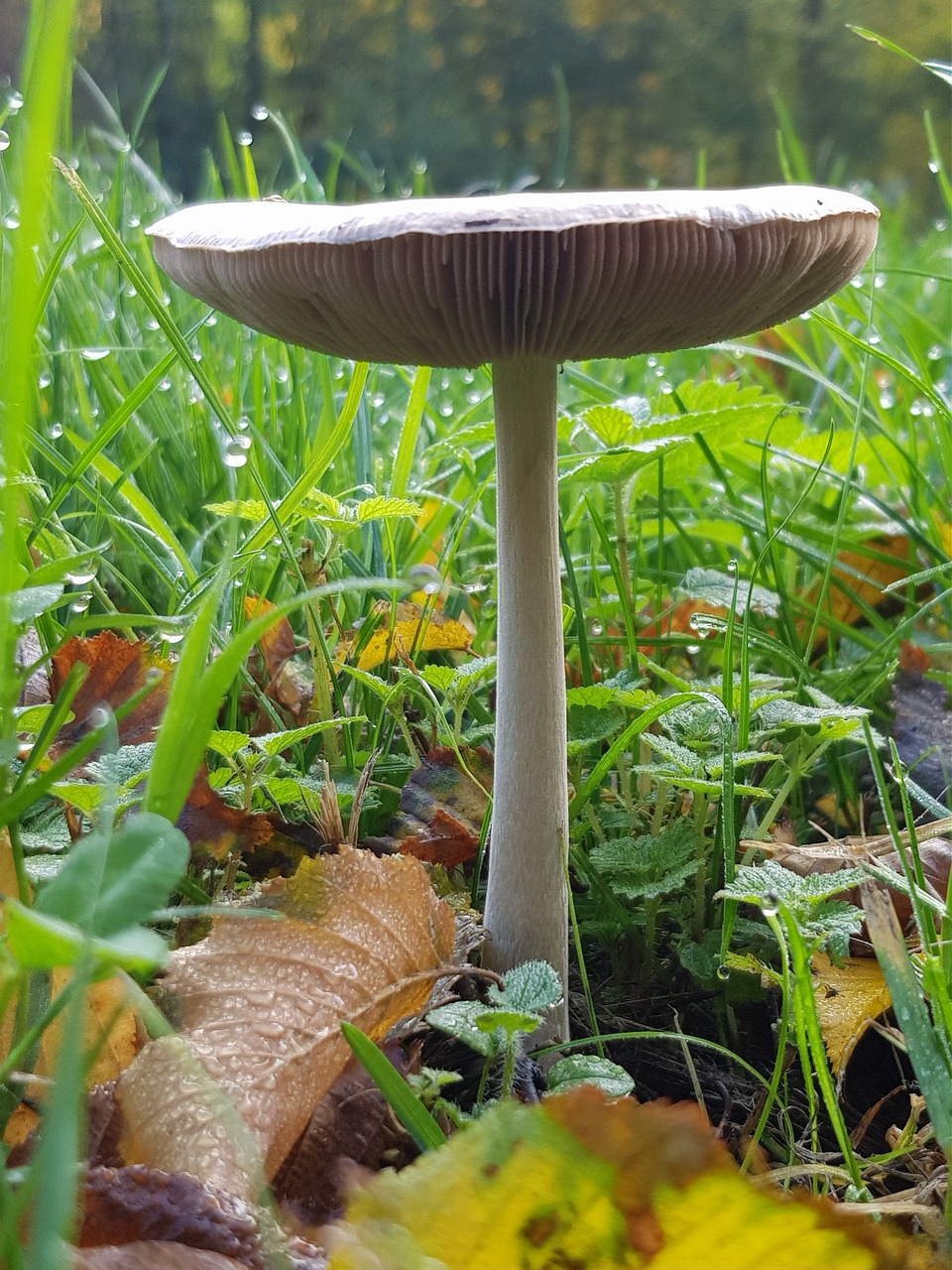 mushroom autumn meadow free photo