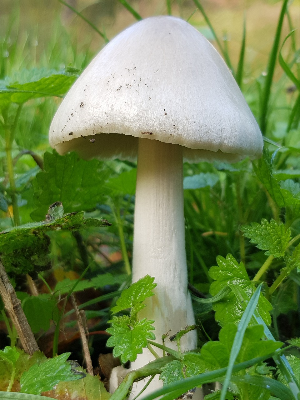 mushroom emergency room meadow free photo