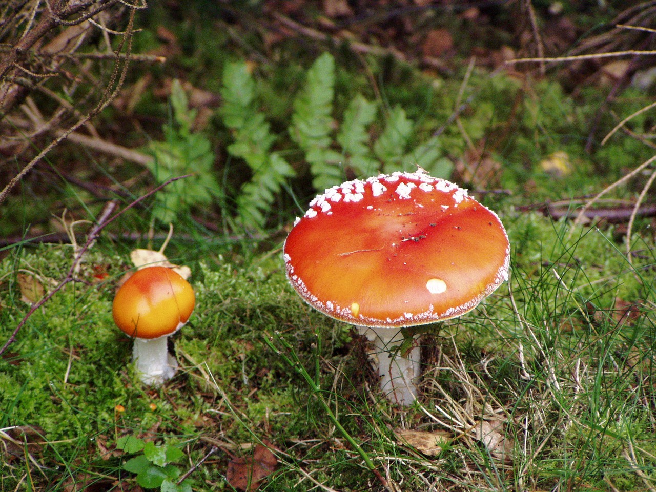 mushroom fly agaric forest free photo