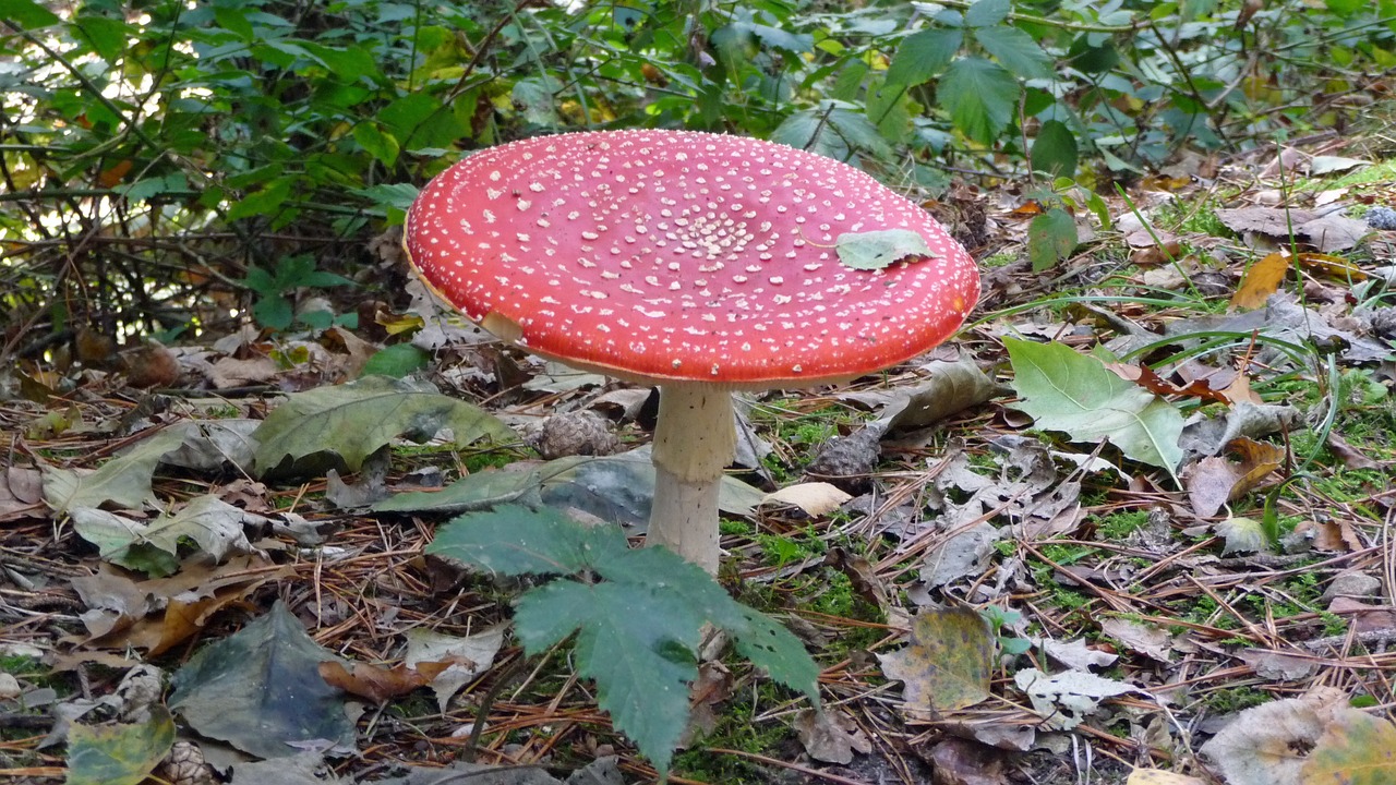 mushroom red nature free photo