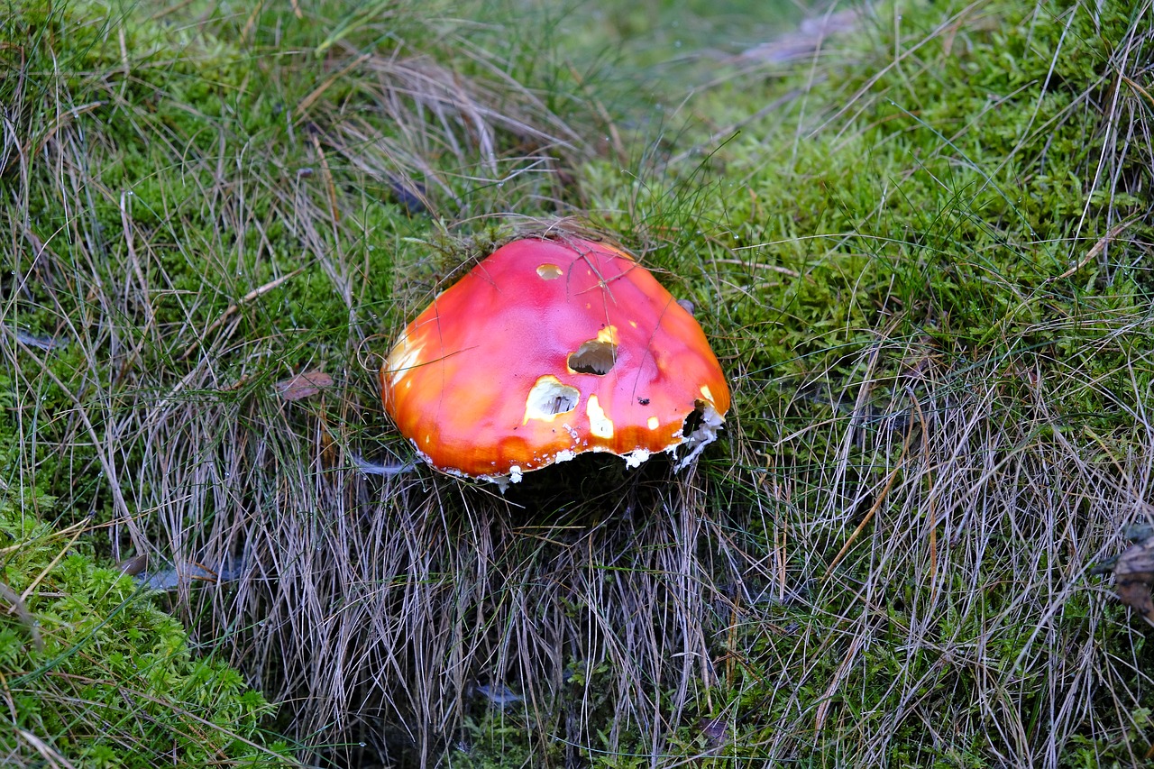 mushroom red autumn free photo