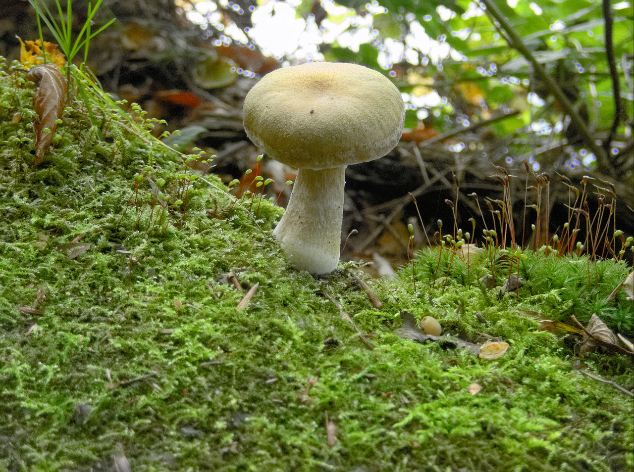 mushroom moss white free photo