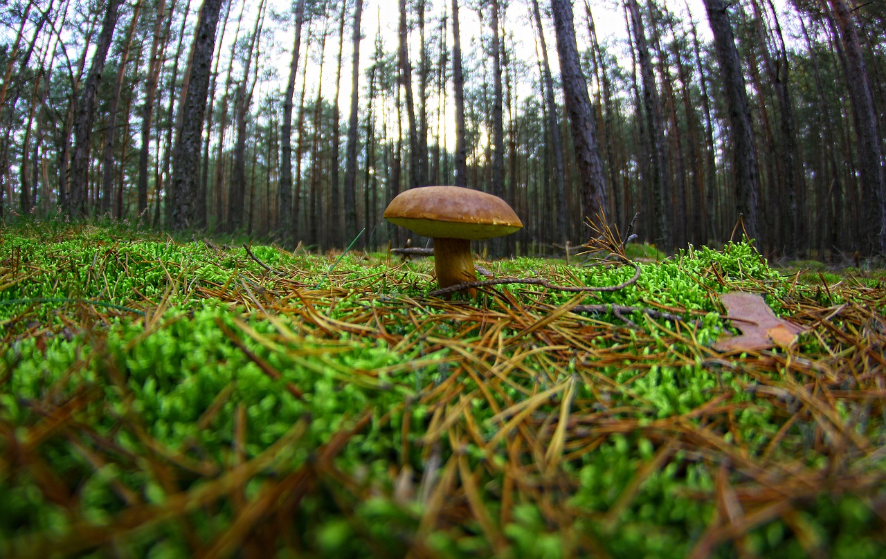 mushroom chestnut boletus forest free photo