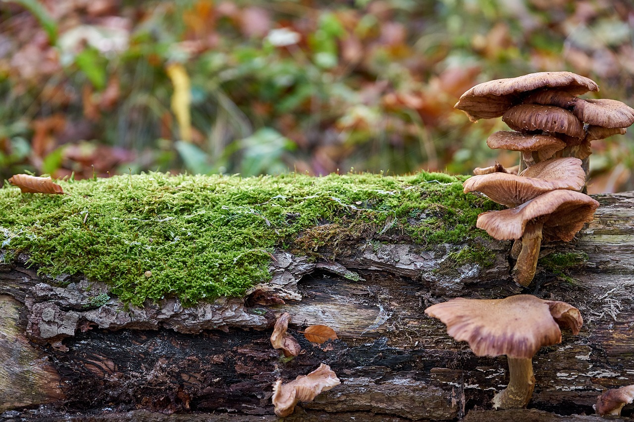 mushroom log nature free photo