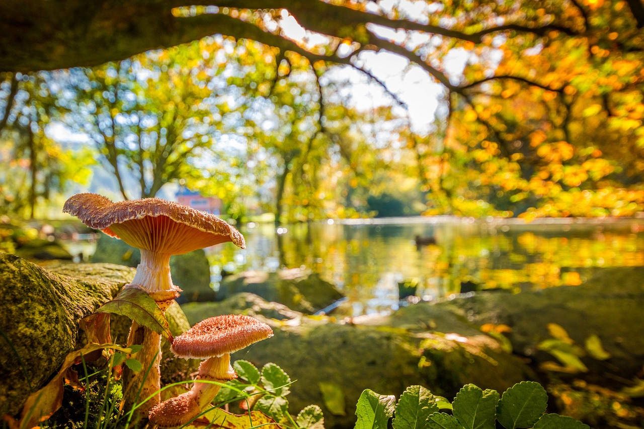 mushroom lake nature free photo