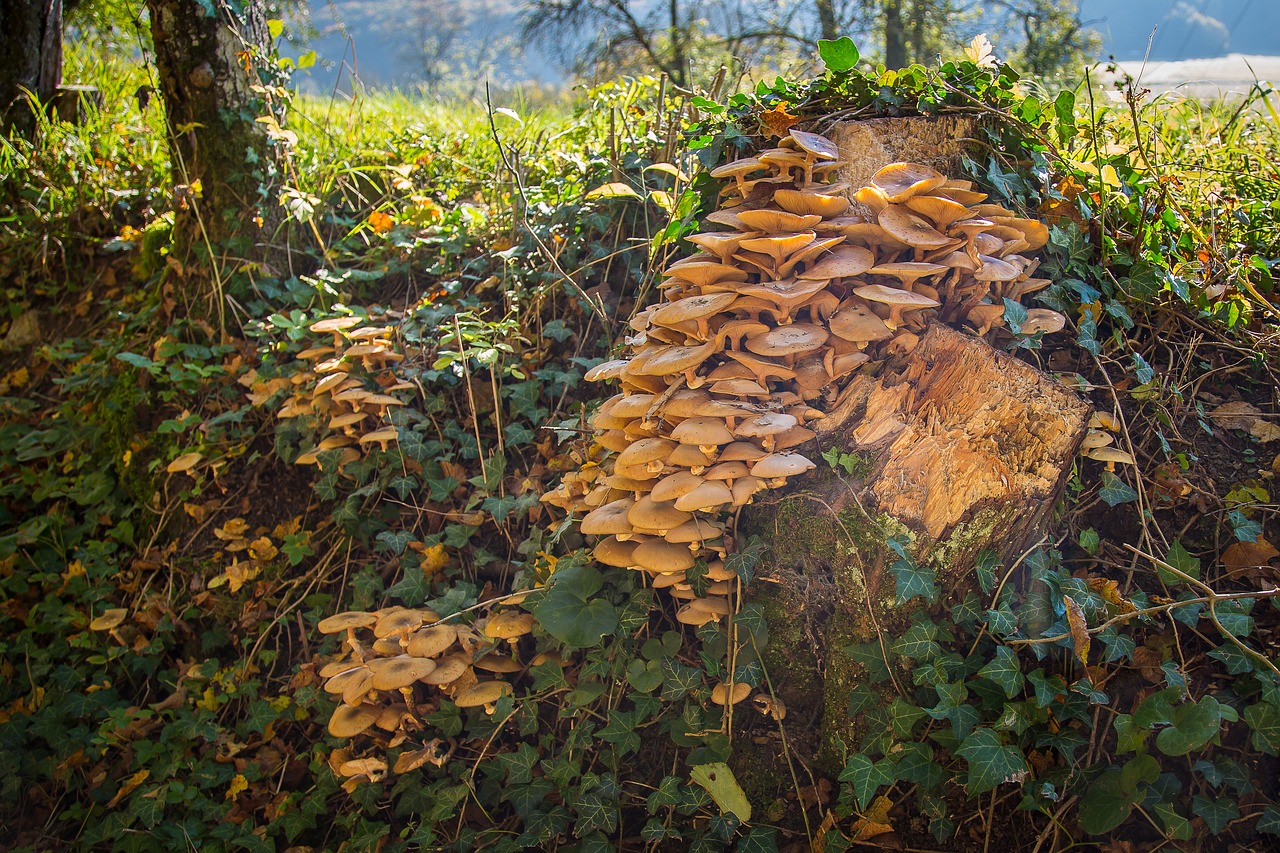 mushroom tree fungus log free photo