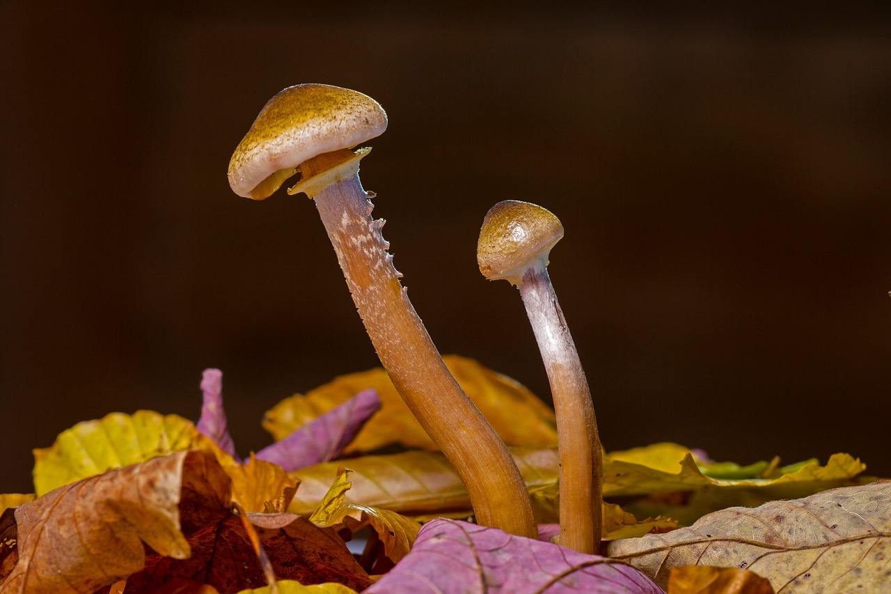 mushroom mushroom group fall foliage free photo