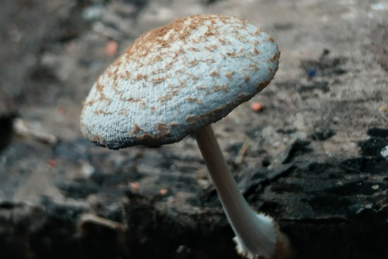 mushroom fungus moss free photo