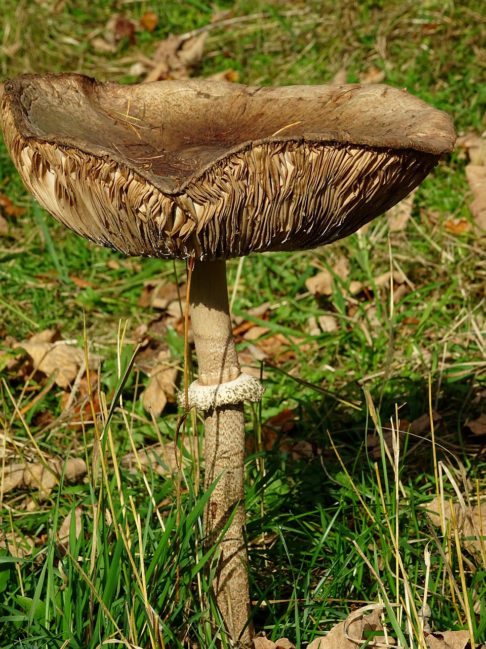 mushroom screen fungus forest free photo