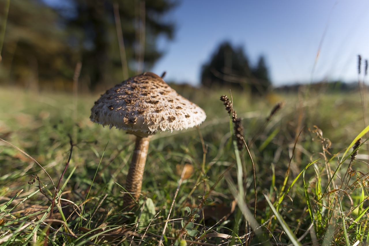 mushroom parasol autumn free photo