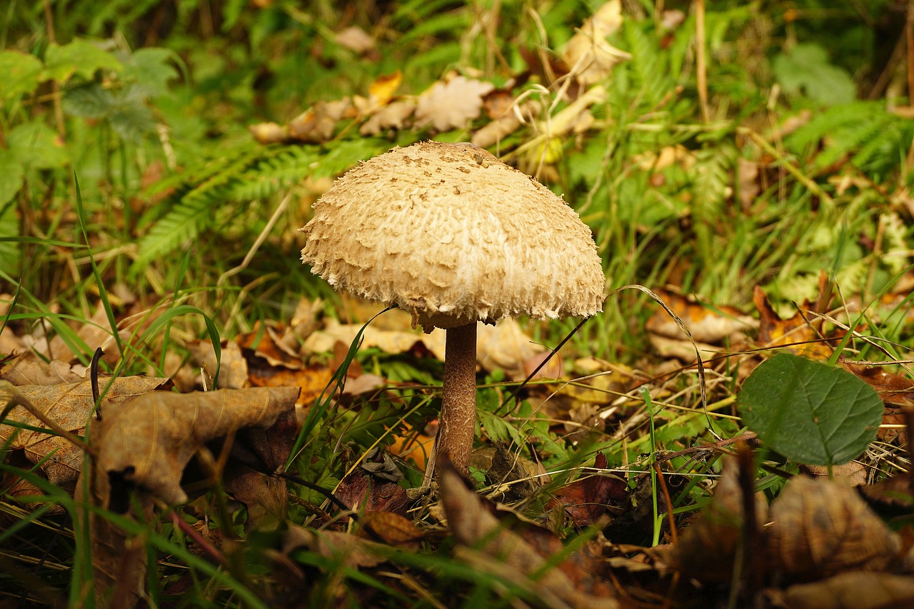 mushroom nature autumn free photo