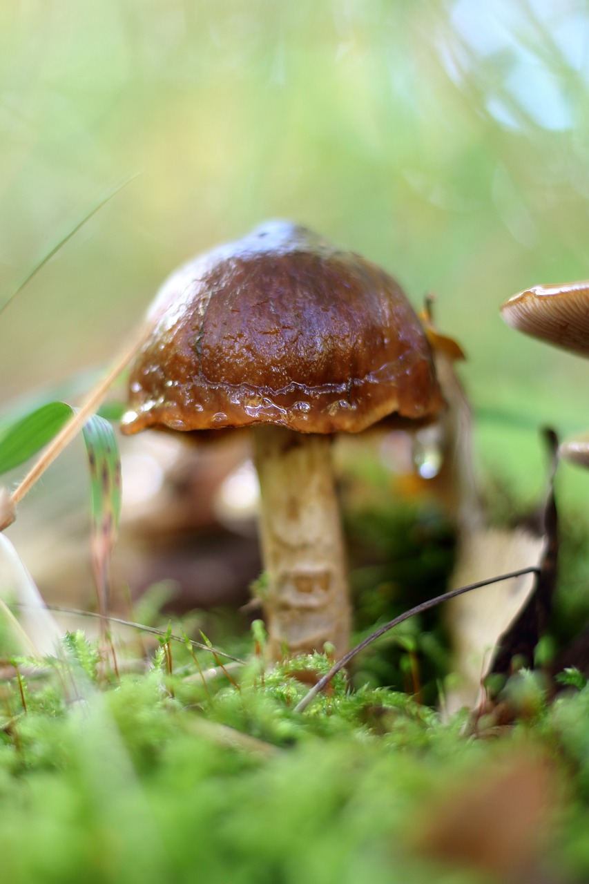 mushroom forest mushroom forest floor free photo