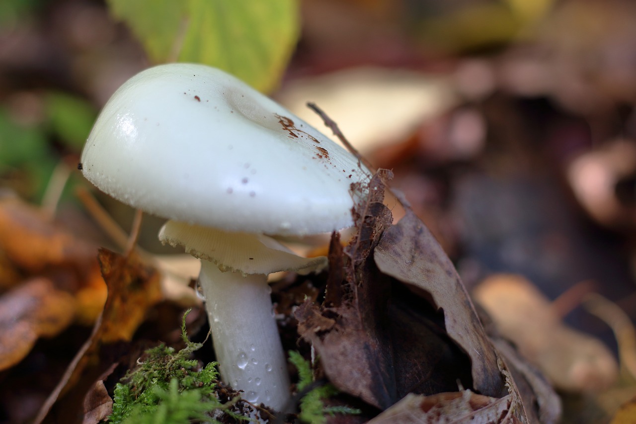 mushroom forest mushroom forest floor free photo