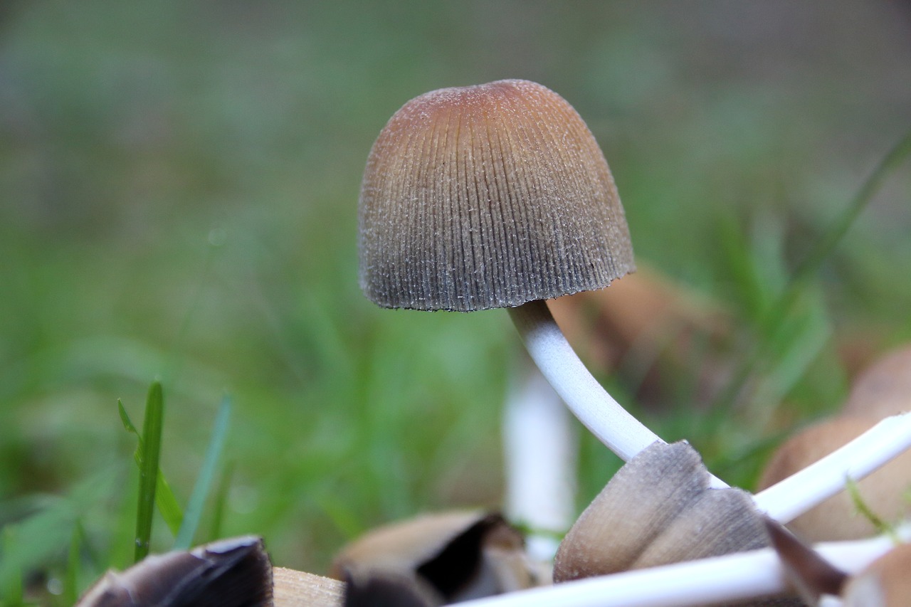 mushroom forest mushroom forest floor free photo