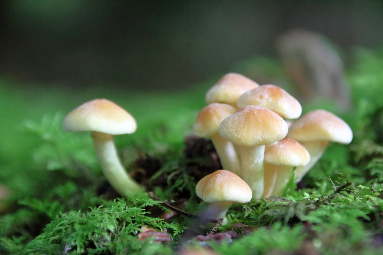 mushroom forest mushroom forest floor free photo