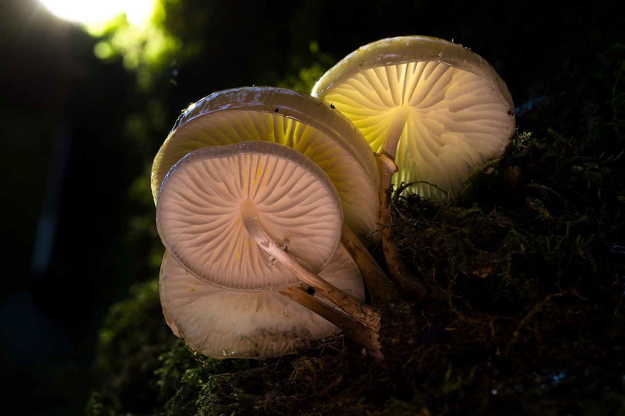 mushroom light mushroom group free photo