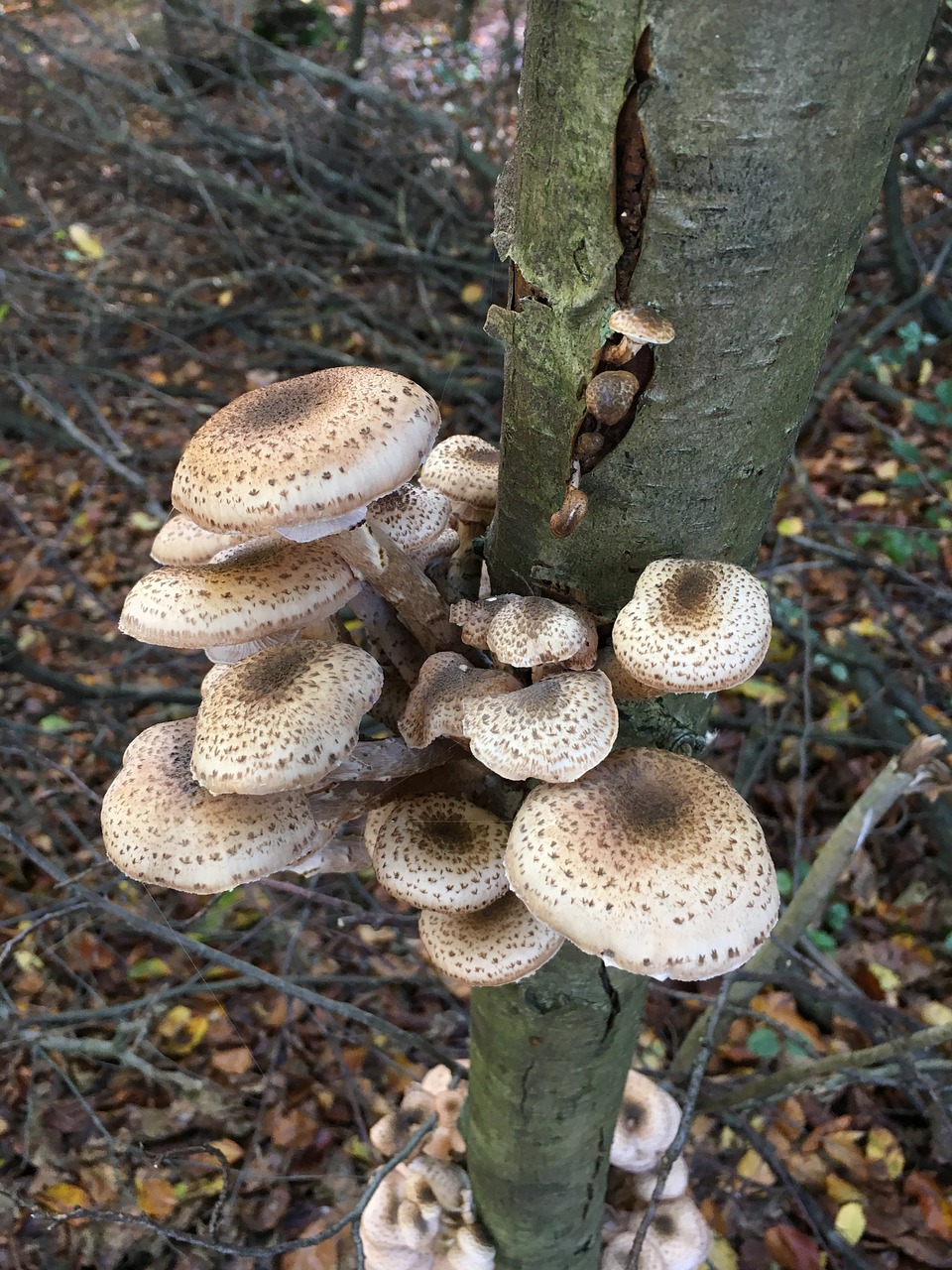 mushroom nature autumn free photo