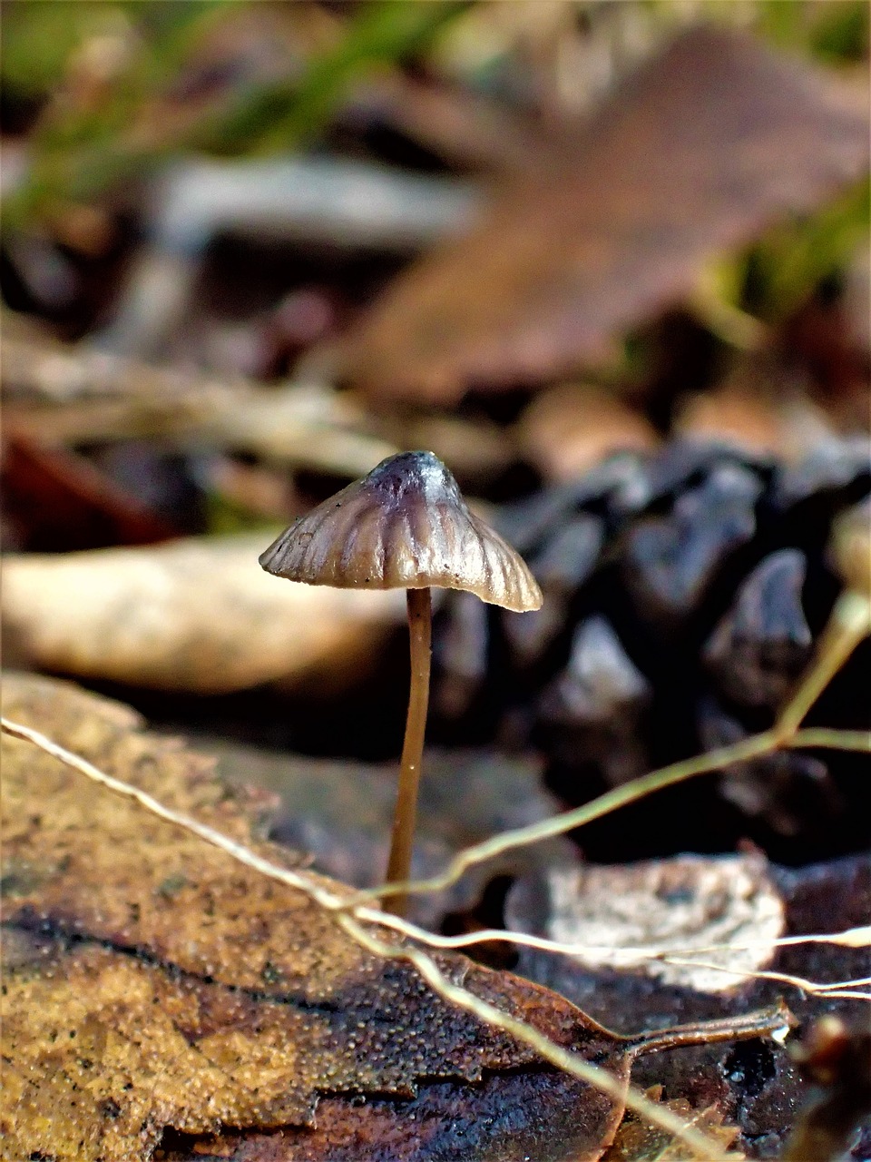 mushroom autumn small free photo