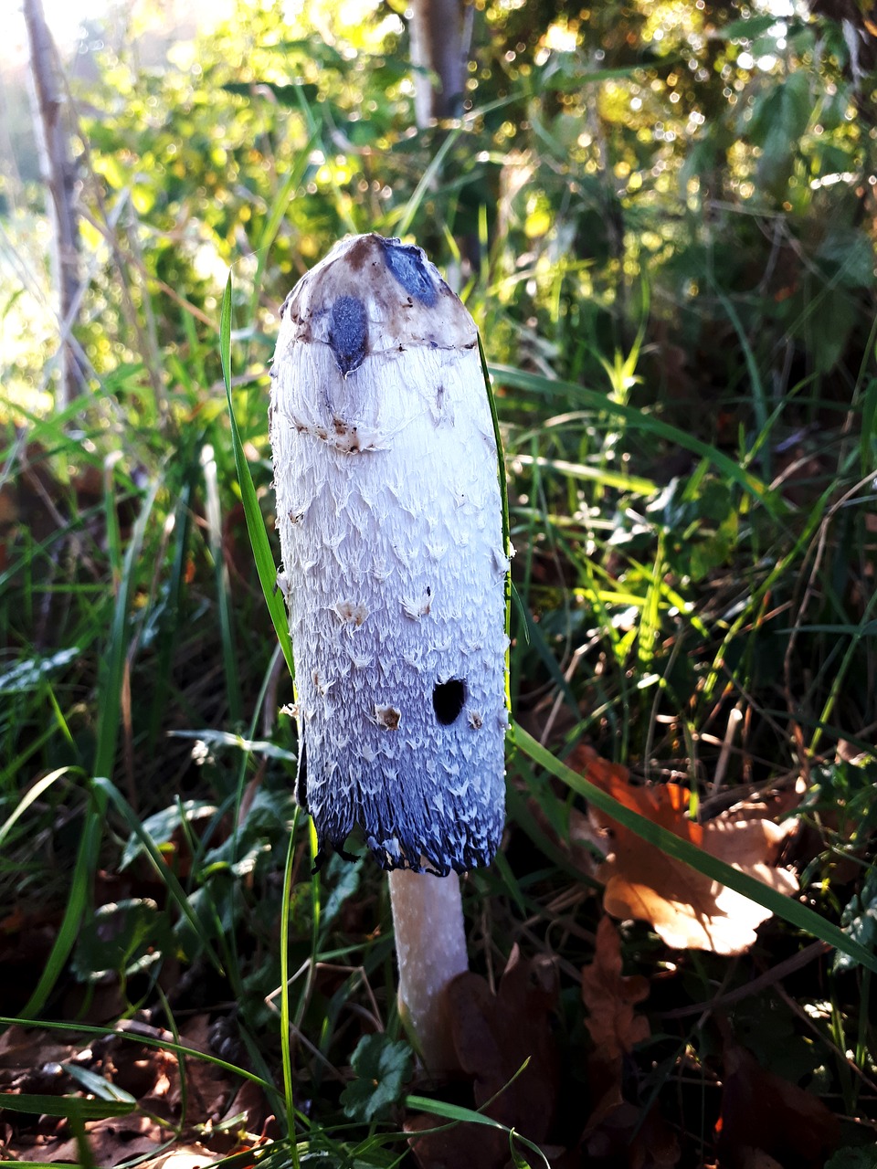 mushroom nature autumn free photo