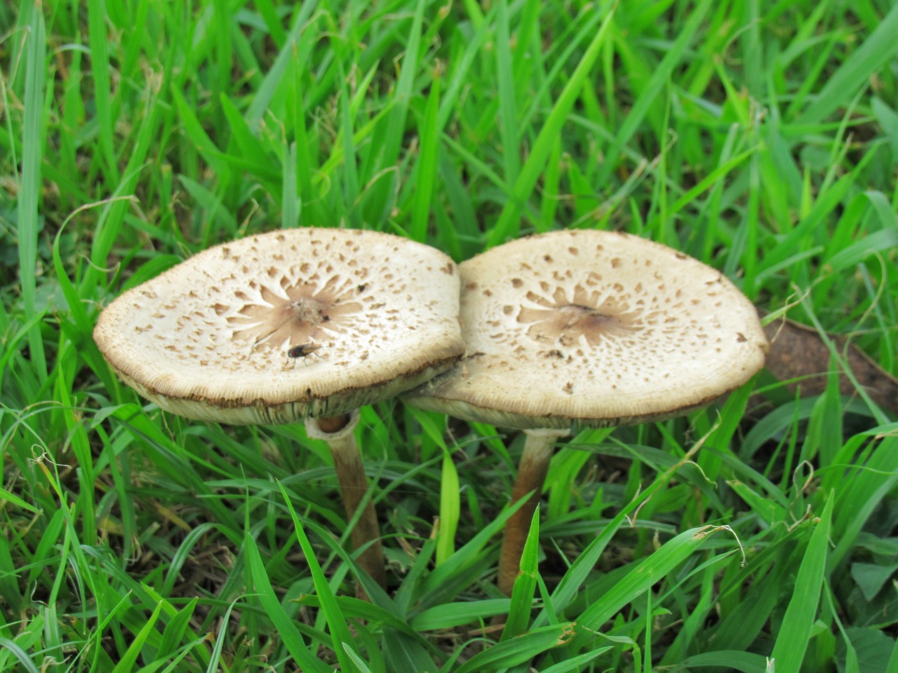 mushroom grass fungus free photo