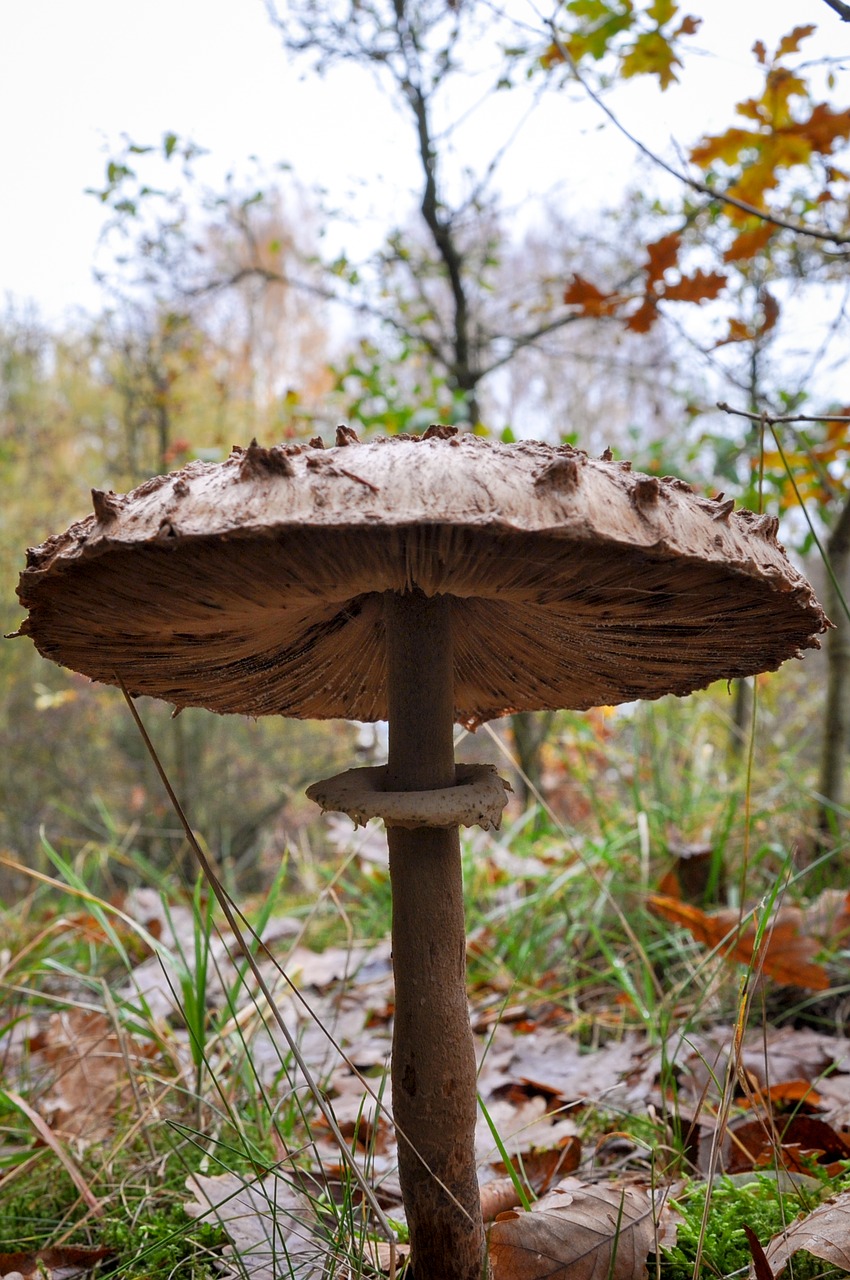 mushroom forest nature free photo