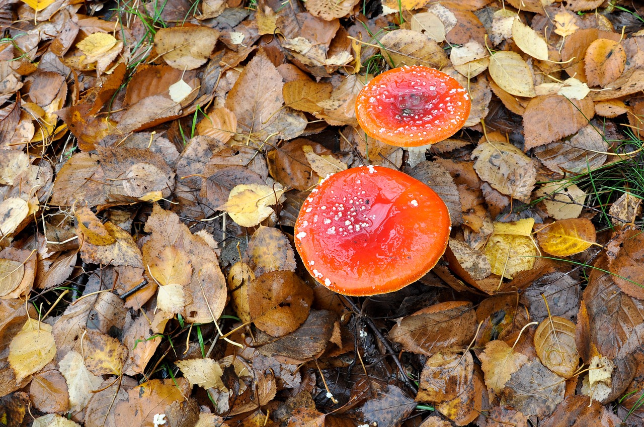 mushroom forest nature free photo