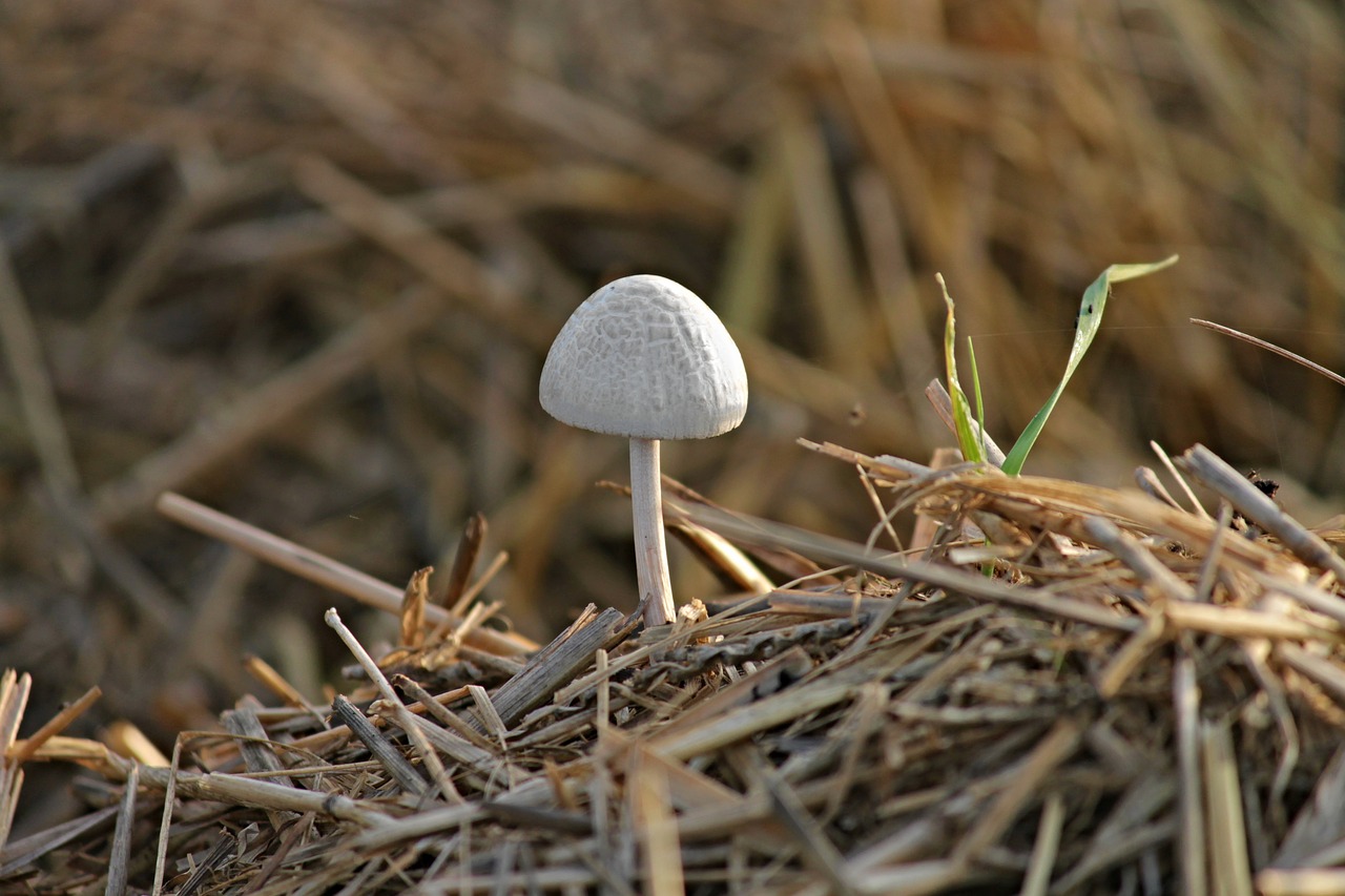 mushroom straw dung free photo