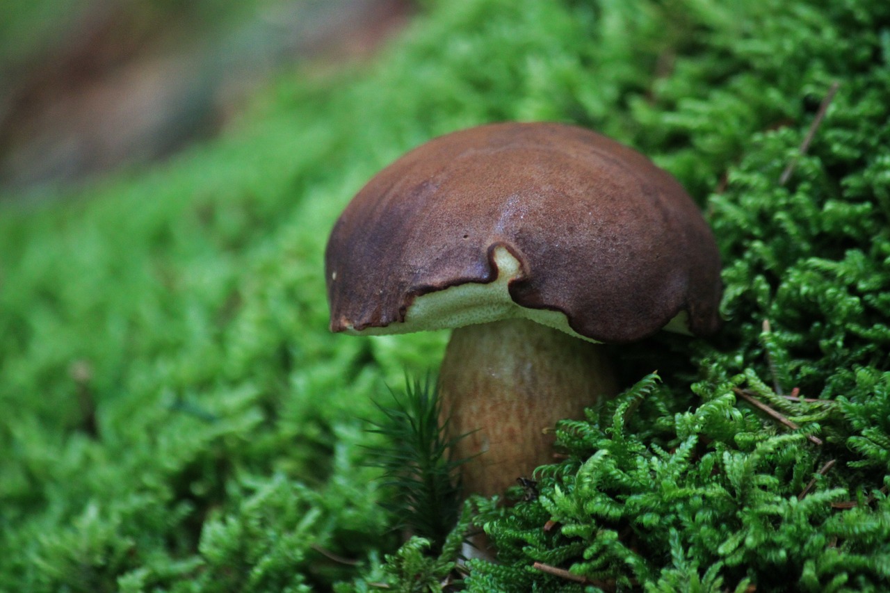 mushroom mushrooms chestnut mushroom free photo