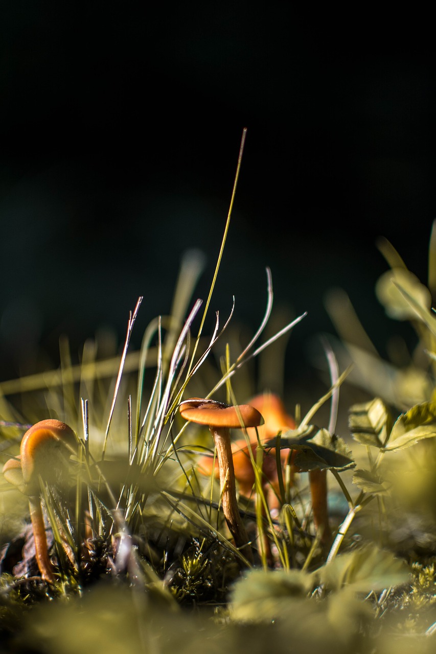 mushroom small detail free photo