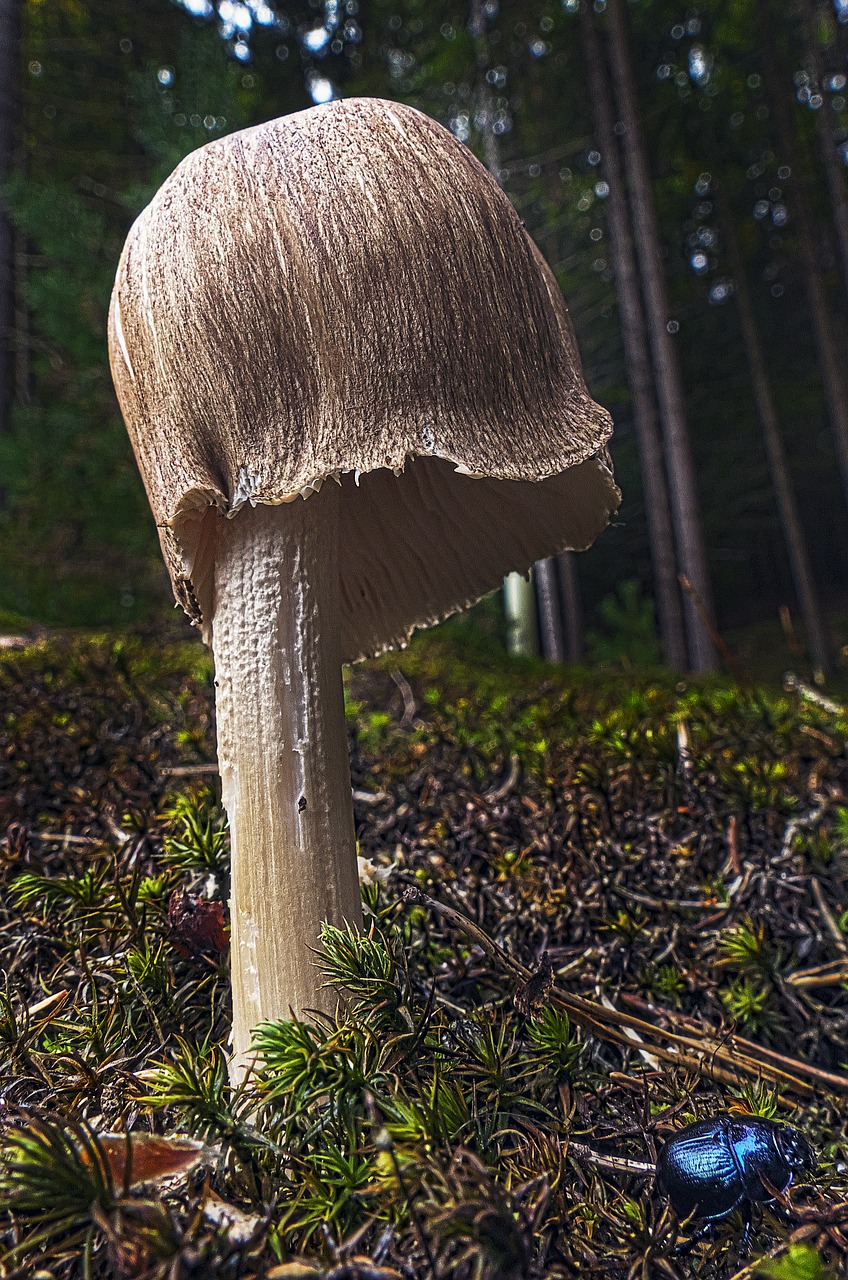 mushroom forest moss free photo