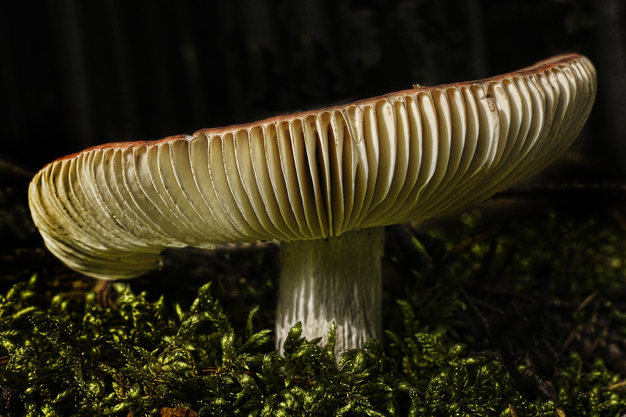 mushroom forest moss free photo