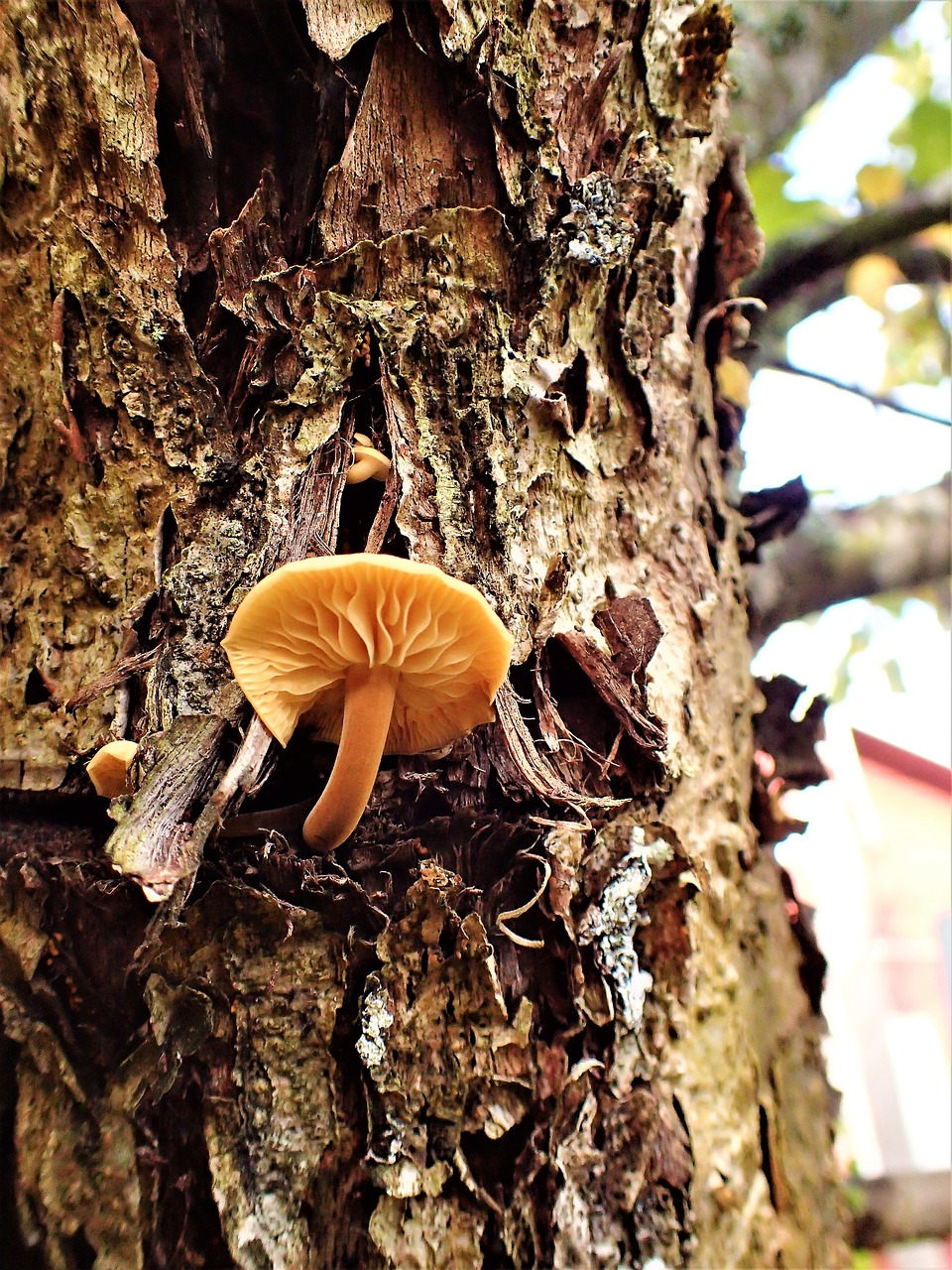 mushroom tree nature free photo