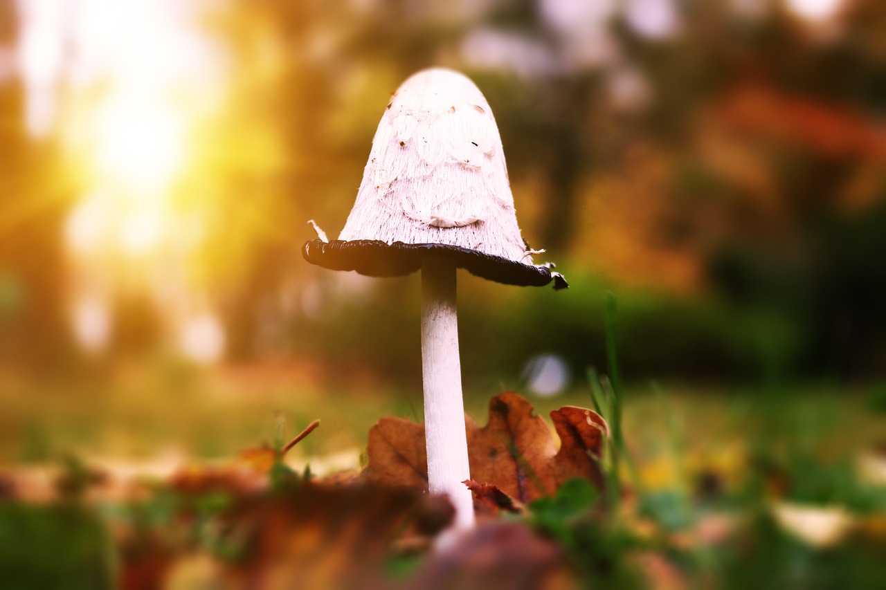 mushroom coprinus comatus schopf comatus free photo