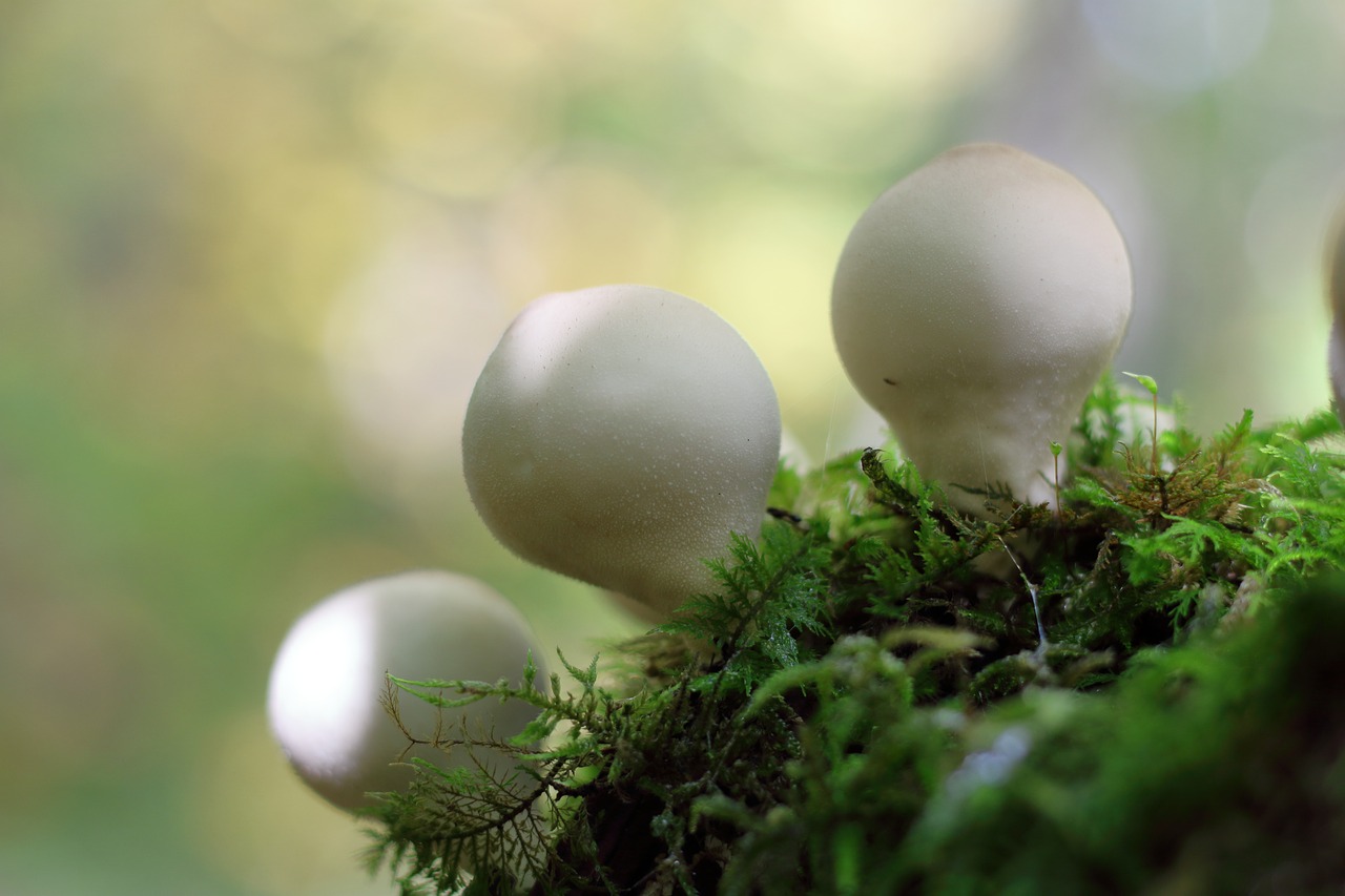 mushroom forest mushroom white free photo